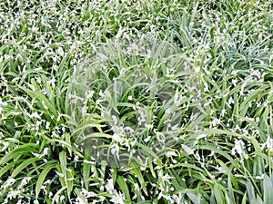 Onions strange, Allium paradoxum, during flowering.