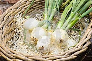 Onions in Twigs Basket