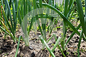 Onions on a vegetable bed