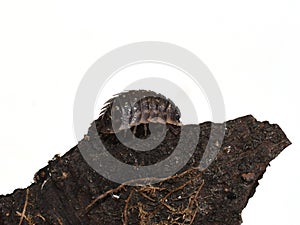 Oniscus asellus woodlouse sitting on a piece of bark