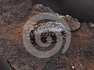 Oniscus asellus woodlouse small crustacean terrestrial animal