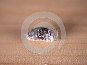 Oniscus woodlouse europe on wooden background