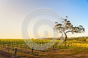 Onkaparinga River vineyard at sunset