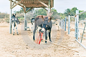 onkey holding rake with mouth at the farm