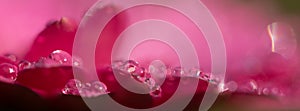 Flower banner. Pink magenta gerbera daisy flower petals macro, selective focus