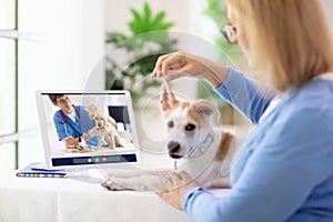 Online consultation with veterinarian doctor