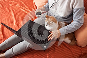 Online home schooling and computer work. View from above without a face. A woman sits on a bed with a laptop, a cat and