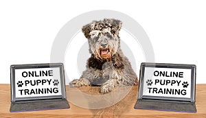 online internet animal puppy doggy dogs dog virtual training computer learning course tuition