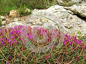 Onobrychis cornuta , Horned sainfoin flower in Alborz Mountains , flora Iran