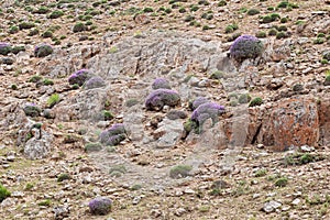 Onobrychis cornuta , Horned sainfoin flower and south Alborz mountain vegetation photo