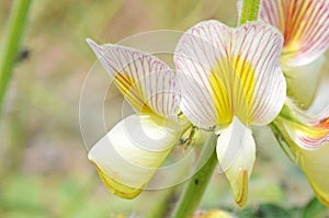 Onobrychis michauxii flower in wild
