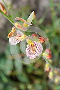 Onobrychis michauxii flower in wild