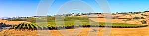 onoma County California Wine Country Panoramic