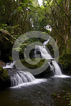 Onomea waterfall in the tropical botanical garden of Maui