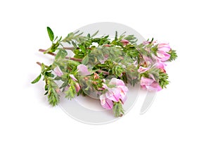 Ononis isolated on white background