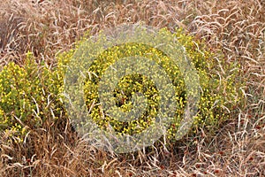 Ononis natrix flowers in Portugal