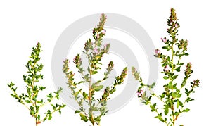 Ononis or restharrows isolated on white background