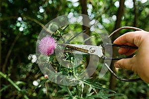 Onopordum acanthium cotton thistle, Scotch or Scottish thistle during harvest for preparing elixirs, tinctures and