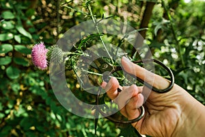 Onopordum acanthium cotton thistle, Scotch or Scottish thistle during harvest for preparing elixirs, tinctures and