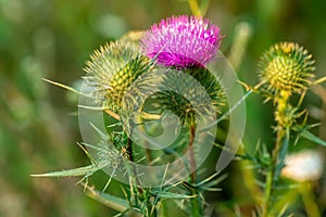 Onopordum acanthium cotton thistle, Scotch or Scottish thistle during harvest for preparing elixirs, tinctures and