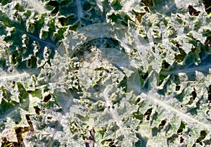 Onopordum acanthium (cotton thistle, Scotch thistle), rosette of leaves in spring in the wild