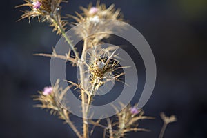 Onopordum acanthium. Dry prickly grass, thorn, prickly plants