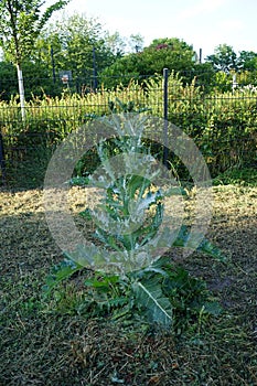 Onopordum acanthium is in early bloom in June. Berlin, Germany