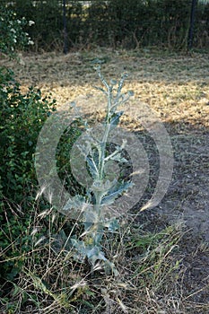 Onopordum acanthium is in early bloom in June. Berlin, Germany