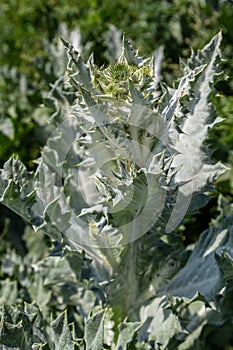 Onopordum acanthium is in early bloom in June. Onopordum acanthium, cotton thistle, Scotch or Scottish thistle, is a flowering