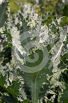 Onopordum acanthium is in early bloom in June. Onopordum acanthium, cotton thistle, Scotch or Scottish thistle, is a flowering