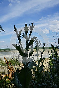 Onopordum acanthium in June. Rüdersdorf bei Berlin, Germany