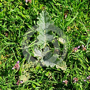 Onopordum acanthium Young leaves of a tartar. Tatarnik is a spin