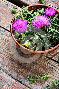 Onopordum and herbalism.Thistle photo