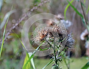 Onopordum illyricum Plant, Common Name illyrian thistle. Purple prickley thistle flower. Cotton Thistle photo