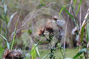 Onopordum illyricum Plant, Common Name illyrian thistle. Purple prickley thistle flower. Cotton Thistle photo