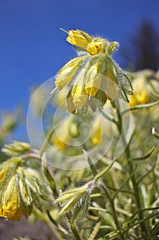 Onosma polyphylla