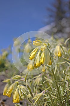 Onosma polyphylla