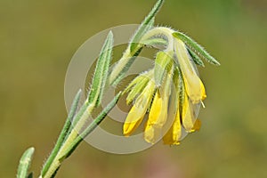 Onosma sericeum flower