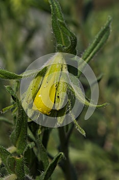 Onosma taurica