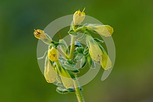 Onosma tornensis, syn. Onosma viride, extremely rare endemic plant from Hungary, flower detail.