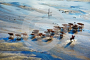 The onrushing cattle and harder in river