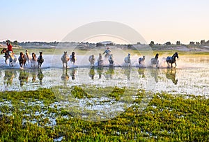 The onrushing herd of horses in the lake