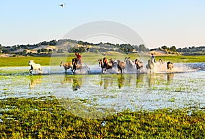 The onrushing horses in the lake