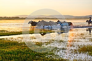 The onrushing manada in water sunrise photo