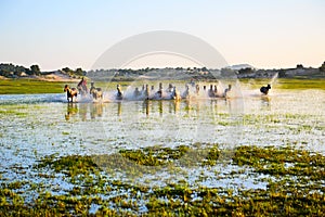 The onrushing steeds in the water