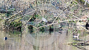 The onset of winter in the pond with waterfowl