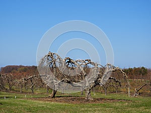 Ontario ancient heirloom Apple Orchard trees in April