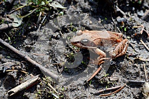 Wood Frog - Lithobates sylvaticus photo