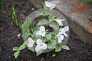 Ontario`s official flower were growing alongside the driveway