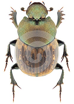 Onthophagus coenobita beetle specimen